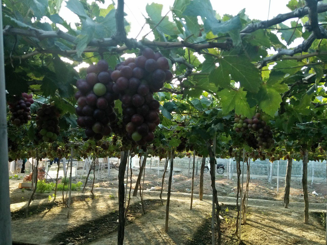 Vang Nho Homi