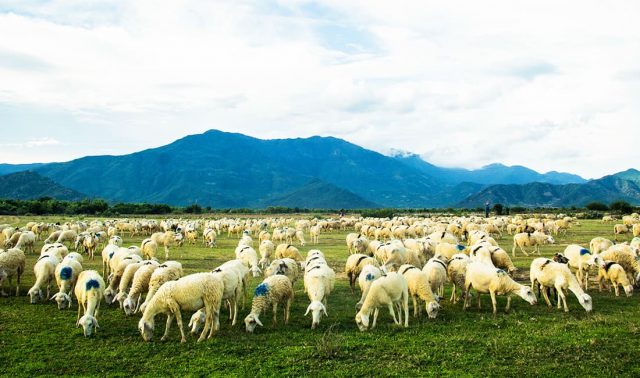 Thời điểm đi du lịch Ninh Thuận