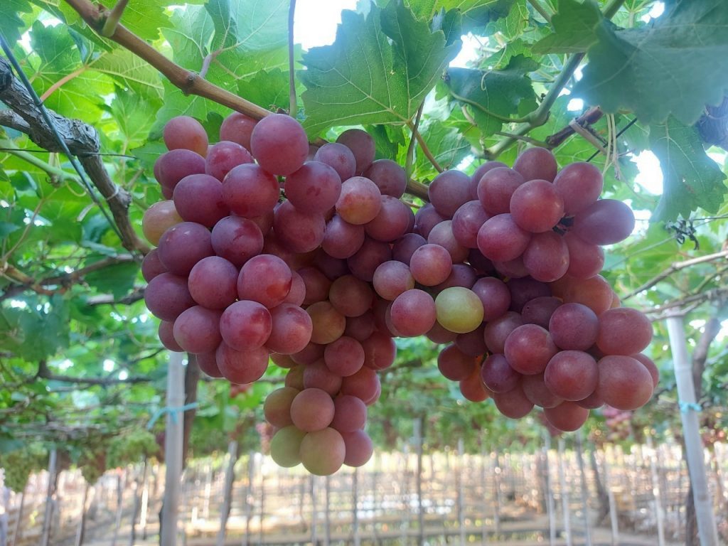 vang-nho-homi-cách-làm-rượu-nho-01