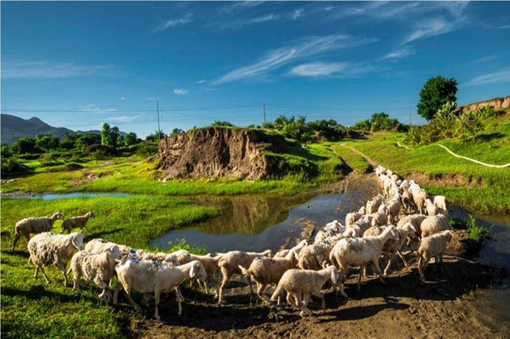 vang-nho-homi-du-lich-ninh-thuan-08